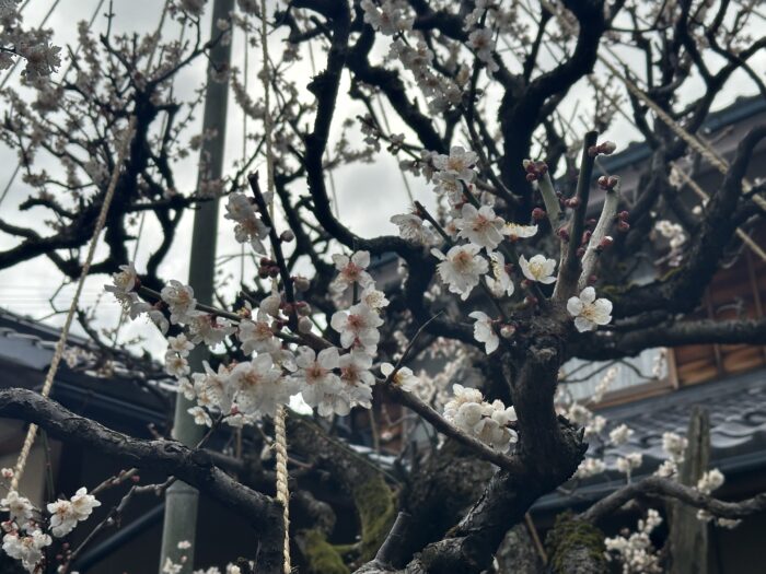 三月永代祠堂経のお知らせ。